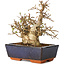 Carpinus coreana, 17 cm, ± 25 jaar oud