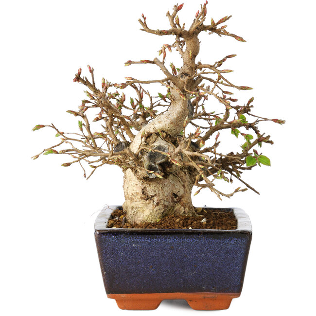 Carpinus coreana, 17 cm, ± 25 jaar oud