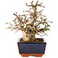 Carpinus coreana, 17 cm, ± 25 jaar oud