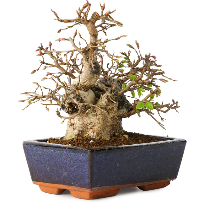 Carpinus coreana, 17 cm, ± 25 anni