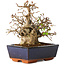Carpinus coreana, 17 cm, ± 25 jaar oud