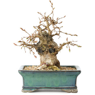 Carpinus coreana, 15 cm, ± 25 jaar oud