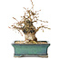 Carpinus coreana, 15 cm, ± 25 jaar oud