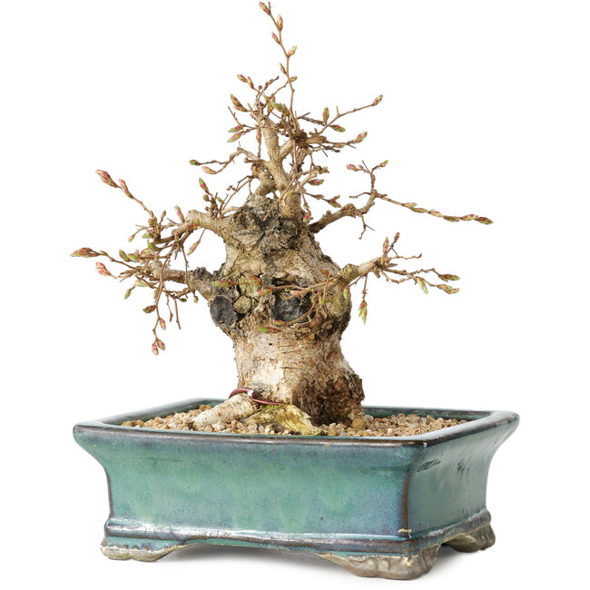 Carpinus coreana, 15 cm, ± 25 jaar oud