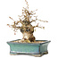 Carpinus coreana, 15 cm, ± 25 jaar oud