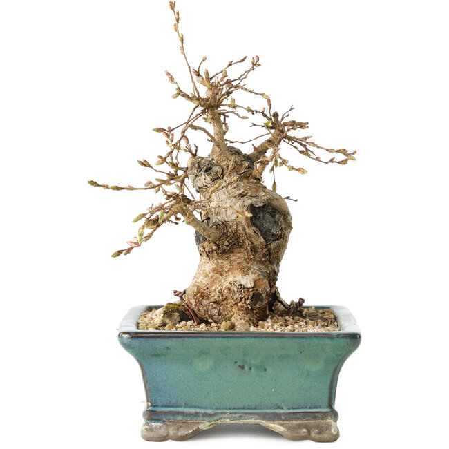 Carpinus coreana, 15 cm, ± 25 anni