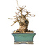 Carpinus coreana, 15 cm, ± 25 jaar oud