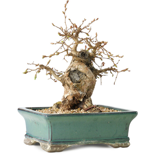 Carpinus coreana, 15 cm, ± 25 Jahre alt