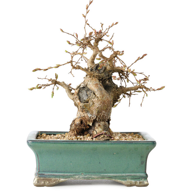 Carpinus coreana, 15 cm, ± 25 anni