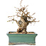 Carpinus coreana, 15 cm, ± 25 jaar oud