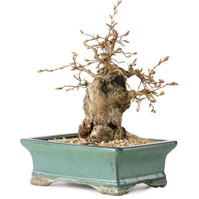 Carpinus coreana, 15 cm, ± 25 years old