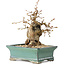 Carpinus coreana, 15 cm, ± 25 jaar oud