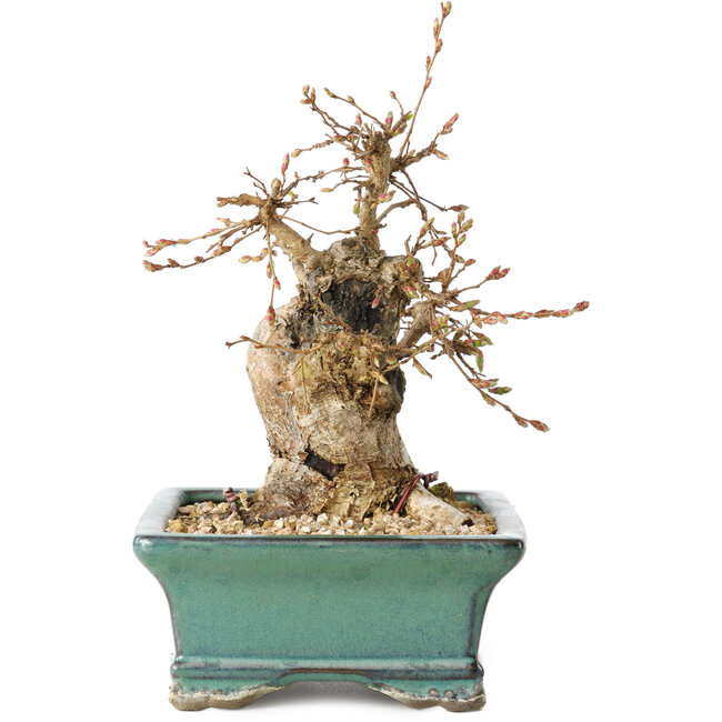 Carpinus coreana, 15 cm, ± 25 anni