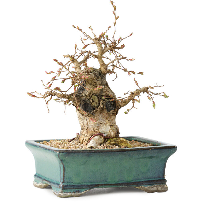 Carpinus coreana, 15 cm, ± 25 ans