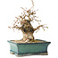 Carpinus coreana, 15 cm, ± 25 jaar oud