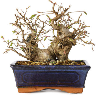 Carpinus coreana, 14 cm, ± 25 jaar oud