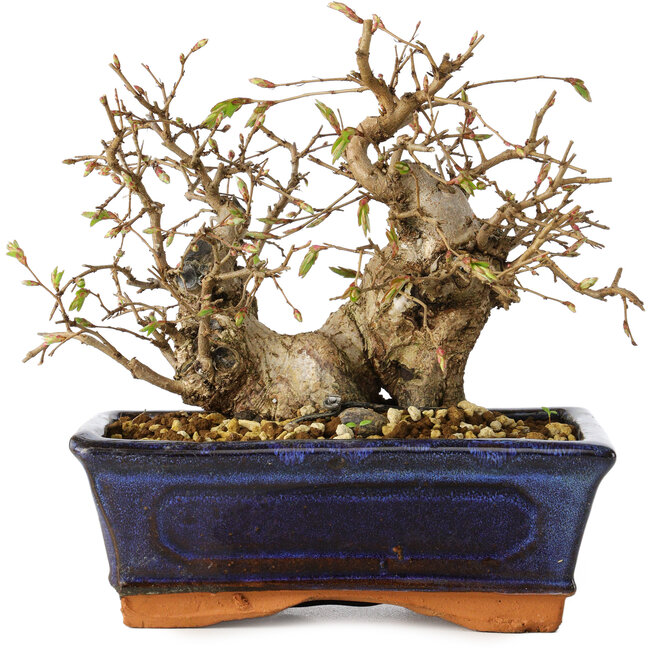 Carpinus coreana, 14 cm, ± 25 jaar oud