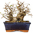 Carpinus coreana, 14 cm, ± 25 jaar oud
