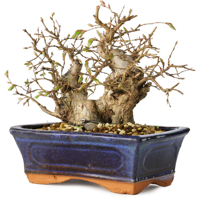 Carpinus coreana, 14 cm, ± 25 jaar oud