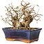 Carpinus coreana, 14 cm, ± 25 jaar oud