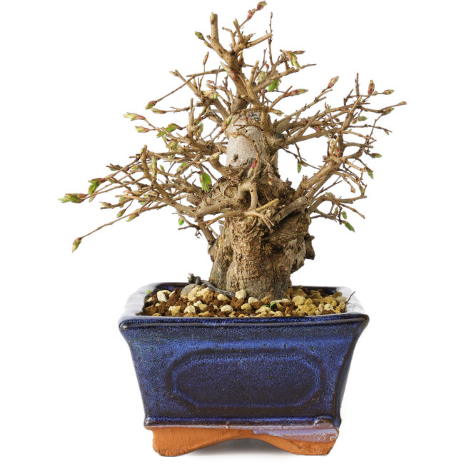 Carpinus coreana, 14 cm, ± 25 years old
