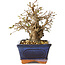 Carpinus coreana, 14 cm, ± 25 jaar oud