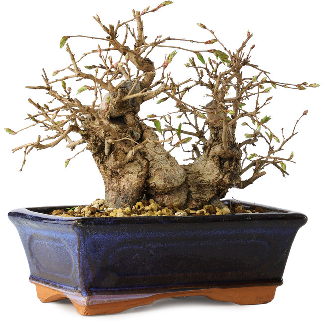 Carpinus coreana, 14 cm, ± 25 ans