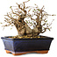 Carpinus coreana, 14 cm, ± 25 jaar oud