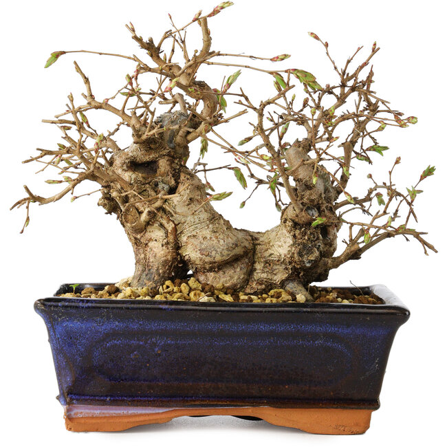 Carpinus coreana, 14 cm, ± 25 jaar oud