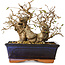 Carpinus coreana, 14 cm, ± 25 ans