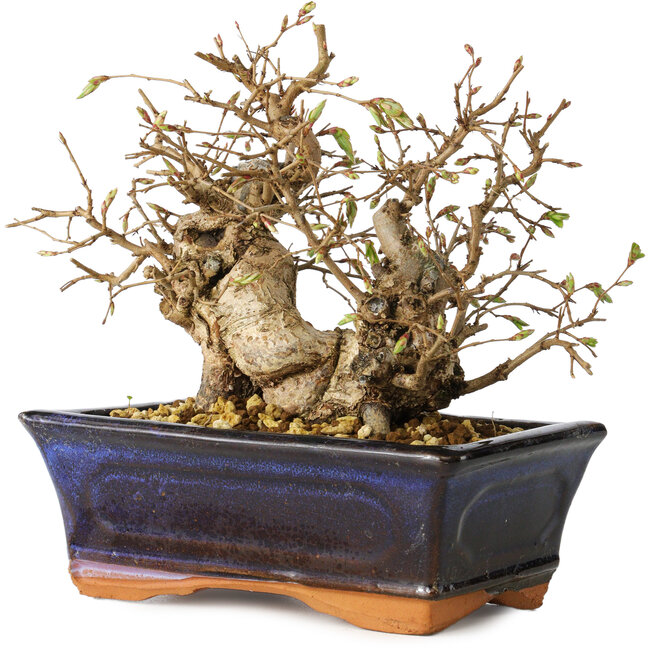 Carpinus coreana, 14 cm, ± 25 ans