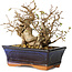 Carpinus coreana, 14 cm, ± 25 jaar oud