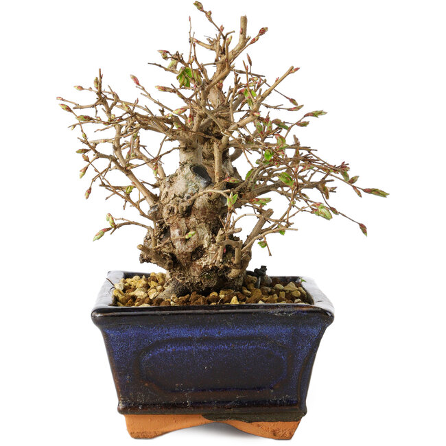 Carpinus coreana, 14 cm, ± 25 jaar oud
