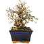 Carpinus coreana, 14 cm, ± 25 jaar oud
