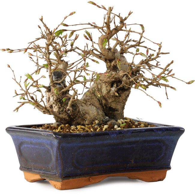 Carpinus coreana, 14 cm, ± 25 anni