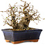 Carpinus coreana, 14 cm, ± 25 jaar oud