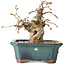 Carpinus coreana, 14 cm, ± 25 jaar oud