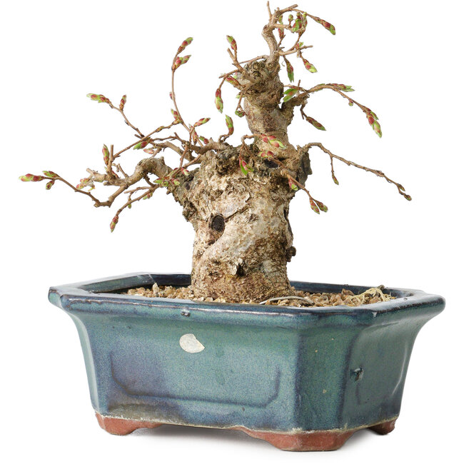 Carpinus coreana, 14 cm, ± 25 years old