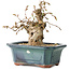 Carpinus coreana, 14 cm, ± 25 jaar oud