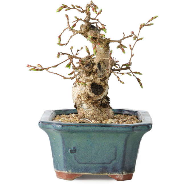 Carpinus coreana, 14 cm, ± 25 jaar oud