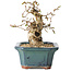 Carpinus coreana, 14 cm, ± 25 jaar oud