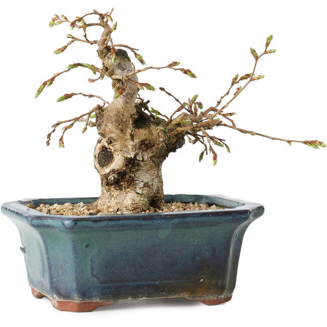 Carpinus coreana, 14 cm, ± 25 years old