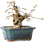 Carpinus coreana, 14 cm, ± 25 jaar oud