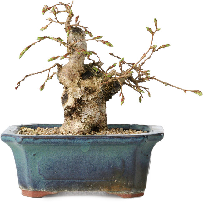 Carpinus coreana, 14 cm, ± 25 años