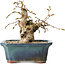 Carpinus coreana, 14 cm, ± 25 jaar oud