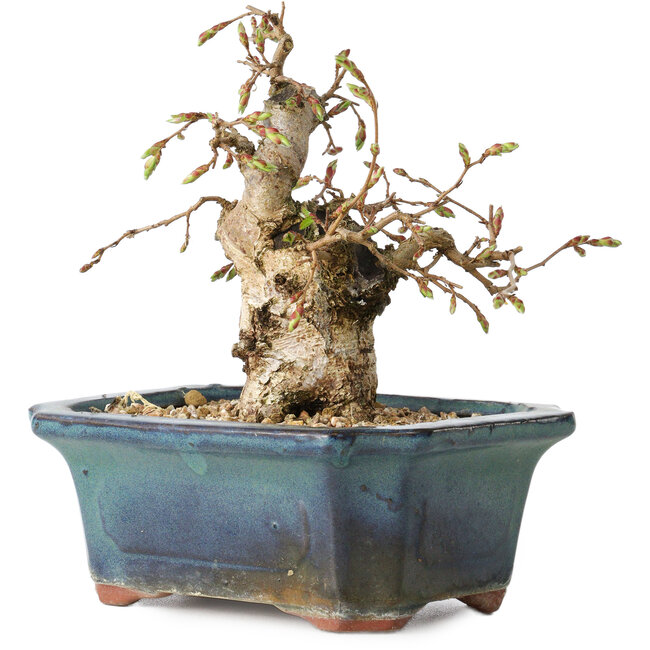 Carpinus coreana, 14 cm, ± 25 ans