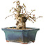 Carpinus coreana, 14 cm, ± 25 jaar oud