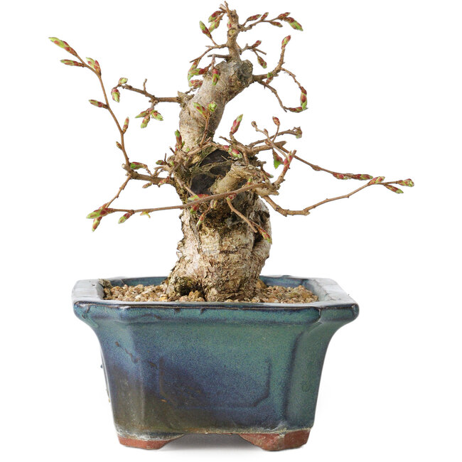 Carpinus coreana, 14 cm, ± 25 anni