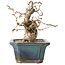 Carpinus coreana, 14 cm, ± 25 jaar oud