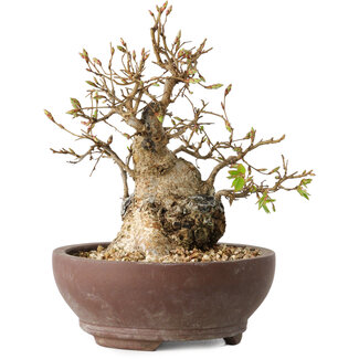 Carpinus coreana, 15 cm, ± 25 jaar oud